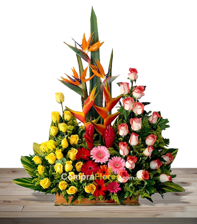 Contraste de flores